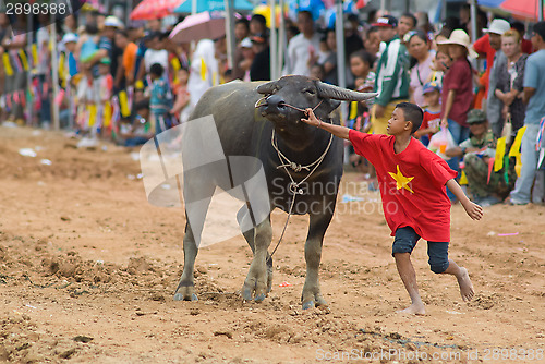 Image of Water buffalo racing in Pattaya, Thailand