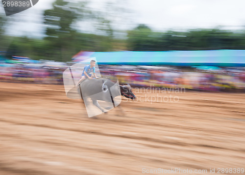 Image of Water buffalo racing in Pattaya, Thailand