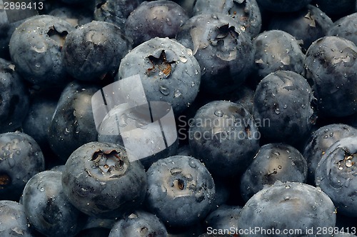 Image of Close-up shot of Blueberries