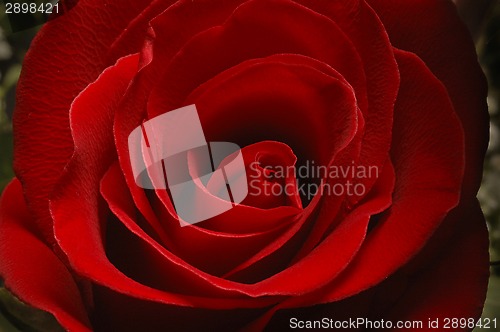 Image of Close-up of red rose flower petals