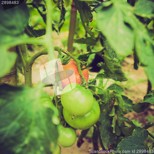 Image of Retro look Tomato