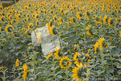 Image of sunflower