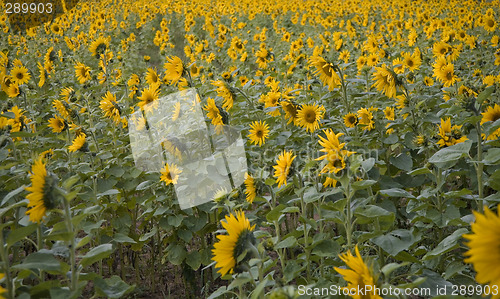 Image of sunflower