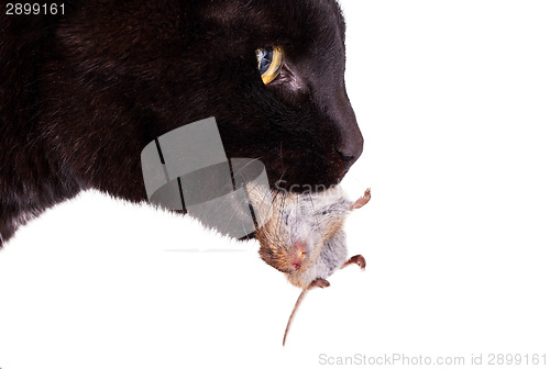 Image of Black cat with his prey, a dead mouse