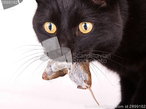Image of Black cat with his prey, a dead mouse
