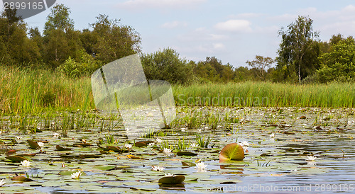 Image of Typical view of a the swamp in National Park Weerribben 