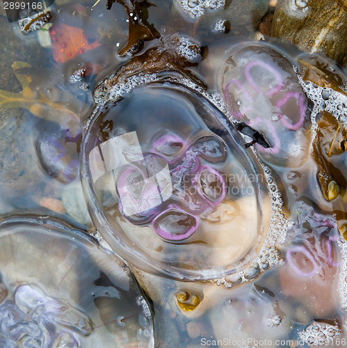 Image of Small jellyfish on a beach