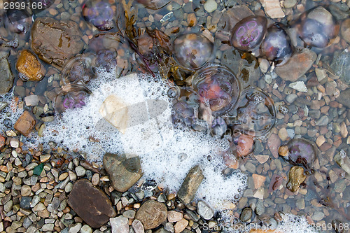 Image of Small jellyfish washing up on a beach