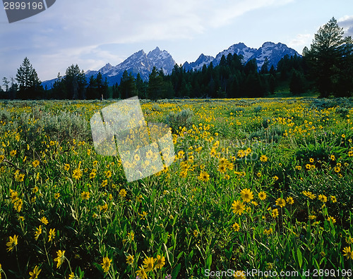 Image of Grand Teton