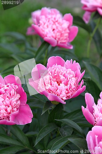 Image of Beautiful pink peony