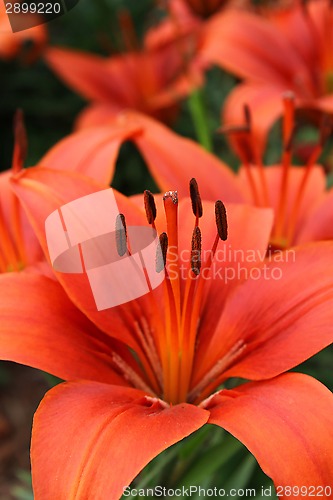 Image of Beautiful red lily