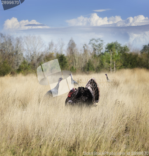 Image of Wild Turkeys