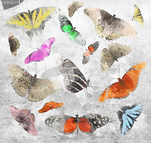 Image of Butterfly Background