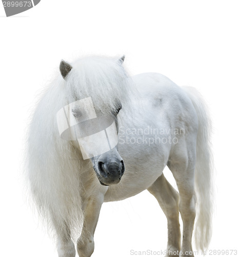 Image of White Pony 