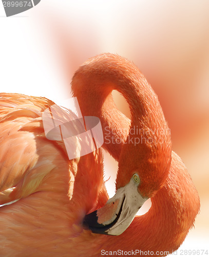 Image of Flamingo Portrait