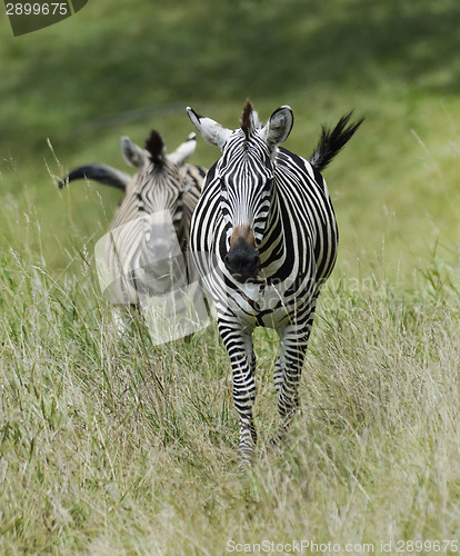 Image of Zebras