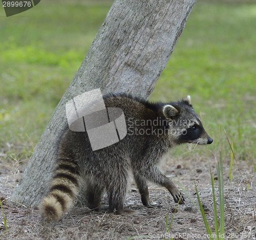 Image of Young Raccoon