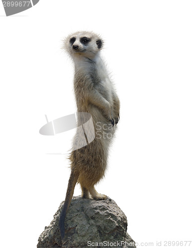 Image of Portrait Of A Meerkat