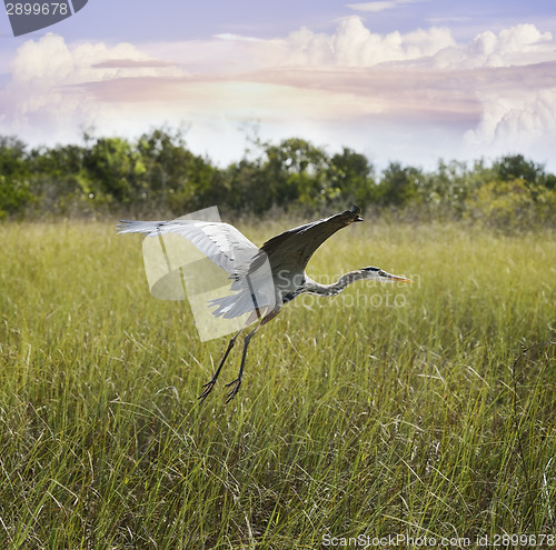 Image of Great Blue Heron In Flight