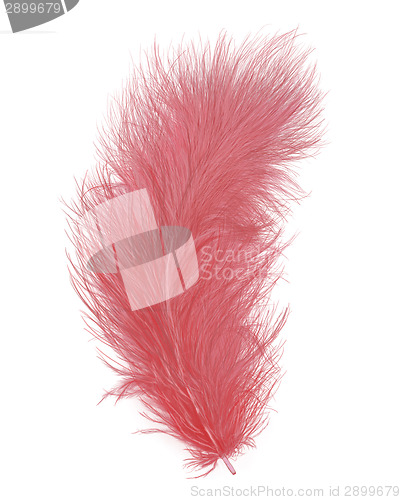 Image of Pink Feather