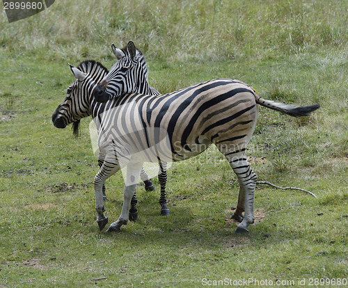 Image of Zebras