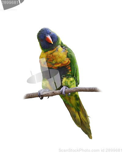 Image of  Parrot (Rainbow Lorikeet)