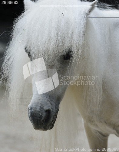 Image of White Pony