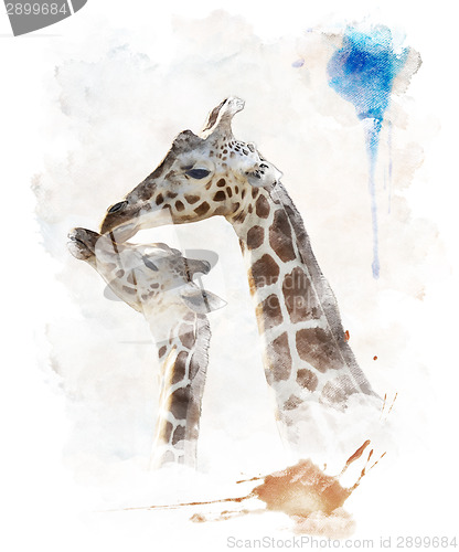 Image of Watercolor Image Of Giraffes