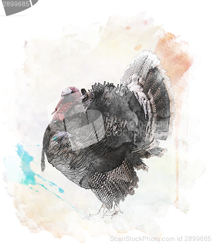 Image of Watercolor Image Of  Turkey Bird