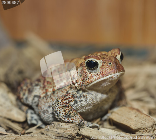 Image of European Toad