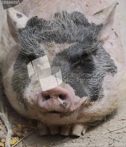 Image of Black And Pink Pig