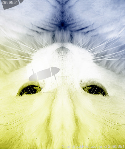 Image of White cat