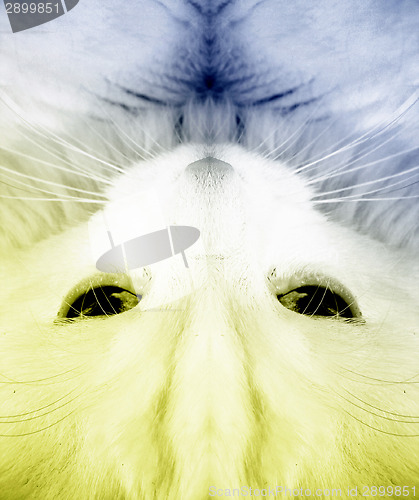 Image of White cat