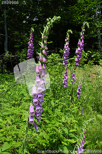 Image of Poisonous purple Foxglove growing wild