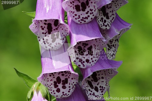 Image of Poisonous Foxglove flower close-up