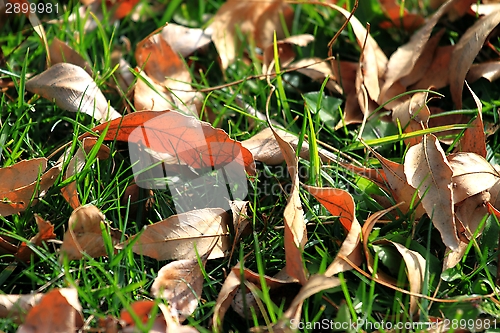 Image of Foliage and Grass