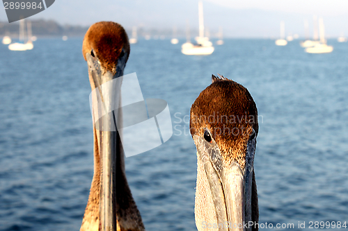 Image of California Pelicans