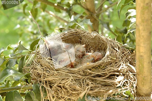 Image of Hatchling baby birds in nest