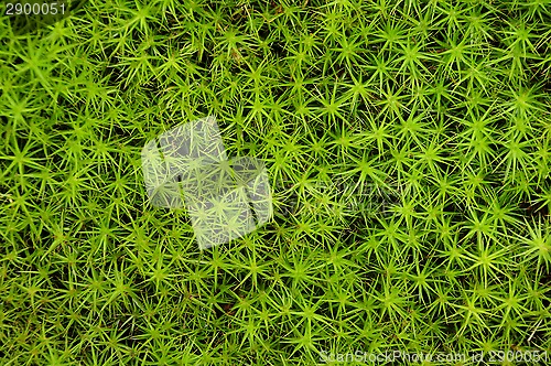 Image of Close-up of princess pine groundcover