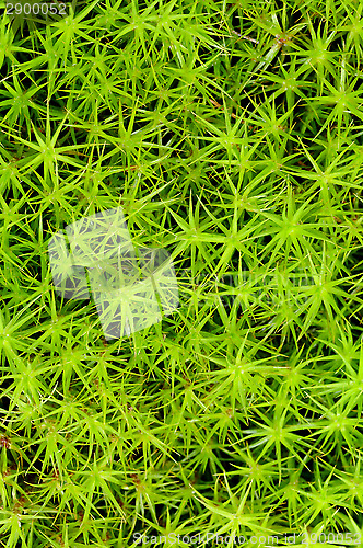 Image of Princess pine or ground moss