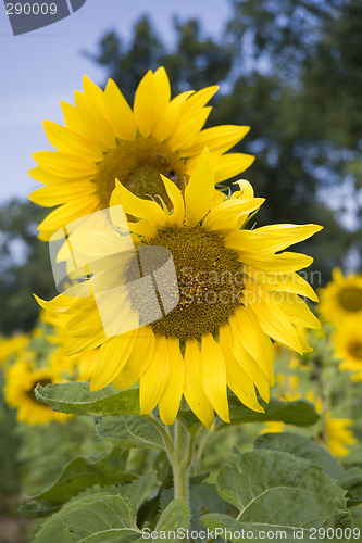 Image of sunflower