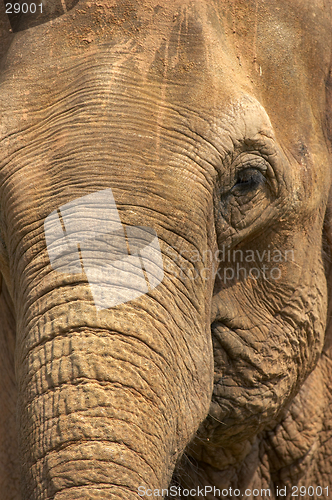 Image of Elephant head