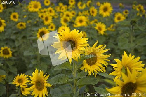 Image of sunflower