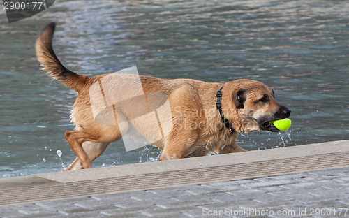 Image of Dog in water