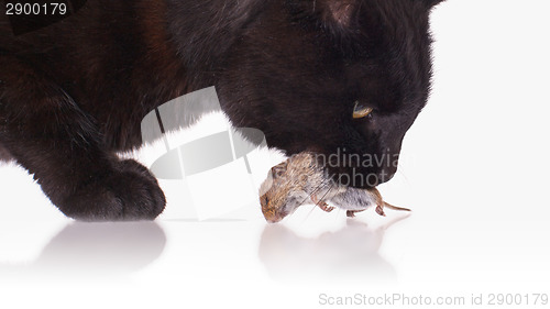 Image of Black cat with his prey, a dead mouse