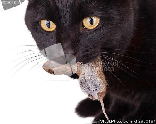 Image of Black cat with his prey, a dead mouse