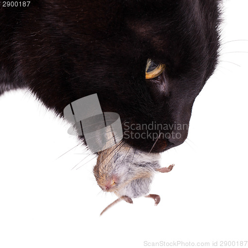 Image of Black cat with his prey, a dead mouse