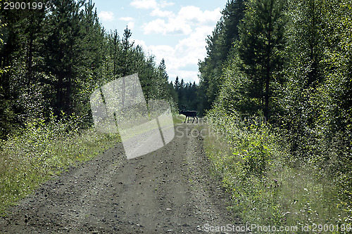 Image of wild reindeer