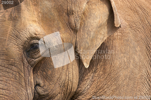 Image of Elephant head