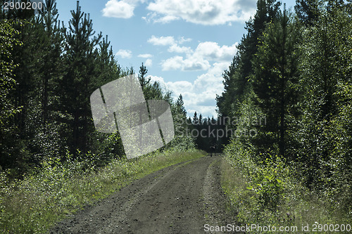 Image of wild reindeer